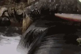 GIF|说好的男女平等呢！图片