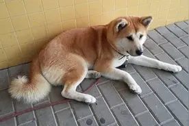 主人住院做手术，秋田犬痴守医院门口表情痛苦不愿离开！图片