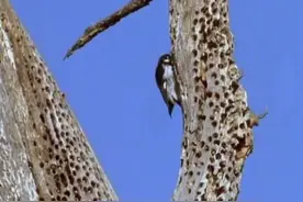橡子啄木鸟图片