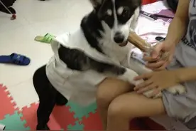 给二哈穿上丝袜和豹纹高跟鞋，有毒，辣的我睁不开眼睛了图片