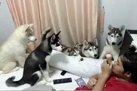 你知道养两只以上哈士奇是什么后果么？图片