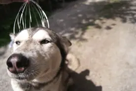 主人给正在生气的二哈使用了头部按摩，二哈瞬间迷离了图片