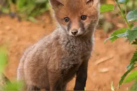 10年前的小狐狸图片