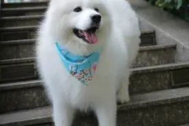 微笑天使萨摩耶:据说每天看着它都能被萌哭图片