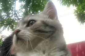 村长认真学习奶牛上树，不是每只猫都敢上树的图片