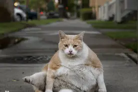 国外一网友路遇一只大胖橘猫，误以为怀孕而送往救治，结果好尴尬图片