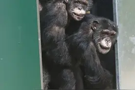 黑猩猩被关押在实验室长达30年，被解救的时候互相拥抱微笑！图片