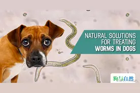 天然的预防 & 治疗 狗的体内寄生虫图片