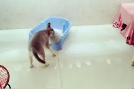 二哈趁着喵星人睡着了偷吃猫粮，还把人盆儿给藏起来图片