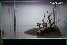 水草超白鱼缸造景教程图片
