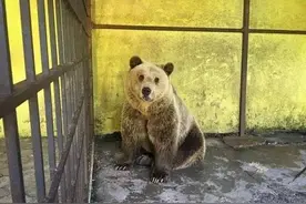 棕熊狂啃自己疯狂自虐，看到笼内才知道惊人真相图片