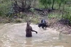 黑狗猛追袋鼠，没想到袋鼠也是个暴脾气，居然这样对付黑狗图片