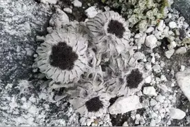野生西藏雪莲花，一定是你没有见过的，并没有你想像中的那么美图片