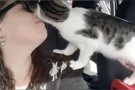 小猫在临死几小时前获救，竟用这种方式表达感激图片