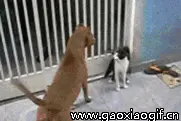 爆笑：林丹对口型逆天新高度图片
