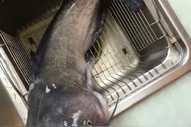 人品好，素饵也能搞定大鲶鱼图片