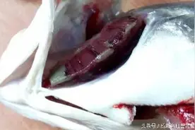 鱼寄生虫病种类繁多危害大，预防是关键图片
