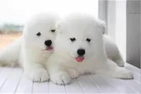 萨摩耶这么可爱是有原因的图片