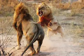 为了保护领地，雄狮面对入侵者大打出手图片
