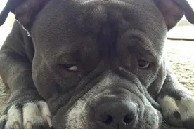 斗牛犬眯着眼睛撅嘴，吐舌头变成表情包，你喜欢满脸褶子的它么？图片