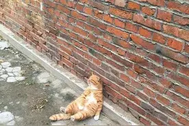 萌宠趣事第702：一只在享受阳光的橘猫图片