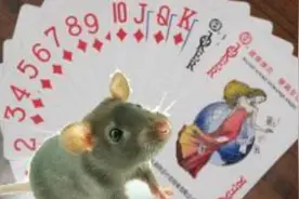 老鼠真正的天敌原来不是猫图片