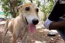 流浪狗狗被人恶意用石头砸头，三周后它终于站了起来图片