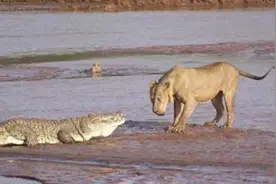 狮子居然和鳄鱼爆发大战，原因竟然是这样图片