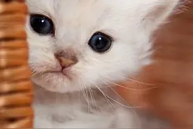 喵~~Logo设计里万能的喵星人图片