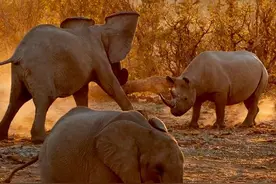 两头大象围攻一只犀牛，跺脚吓唬它，犀牛的表现让大象无语了！图片