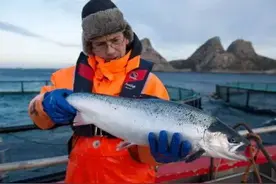 一条挪威大鱼游进沙澧河之后......图片