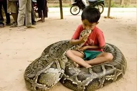 周公解梦：做梦梦见蟒蛇好不好图片