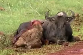 鬣狗头伸进肚子活吃角马，内脏都流出来了，还引来这货分一杯羹图片