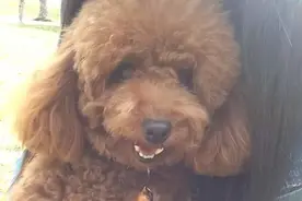 泰迪犬为什么毛发会变白？图片