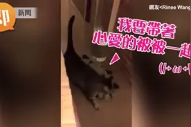 自己的被被自己拿！虎斑猫拖毯毯上床　踏踏结束才肯睡图片