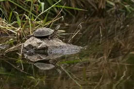 乌龟石上晒壳，不料被爱吃的鳄鱼当泡泡糖玩弄，最后鳄鱼还倒霉图片