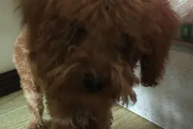 泰迪窝跟你什么仇什么怨 泰迪发疯了图片