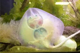 魔鬼鱼在水中样子超可爱，脱水之后却丑陋无比图片