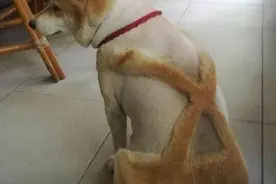 摊上这么个手贱的主人就认了吧，狗狗不哭，毛会很快长出来的图片
