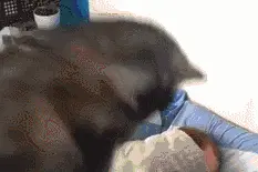养了狗后，基本上告别自然醒了。。。图片