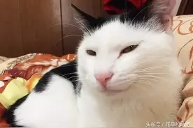 跳舞都在保持微笑的喵星人，主人差点怀疑自己养到猫精了图片