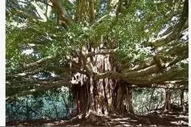 ​南怀瑾师：盘腿打坐   理路当通图片