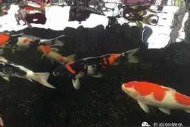 超越“新五样”的鱼病疗法图片