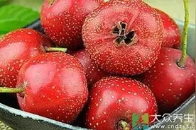 盘点山楂的营养及药用价值！图片