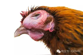 技术丨鸡肿头肿脸、呼噜怪叫咋治？图片
