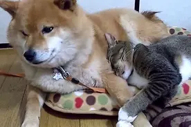 温顺的柴犬被猫咪骑在背上欺负，困得要死都不敢动图片