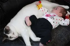 小女孩去收容所领养猫咪，工作人员抱出的竟是3年前走失的爱猫图片