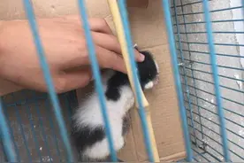 路上捡到一直被遗弃的小猫，好可怜图片