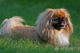 京巴犬的眼部护理图片