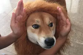 戴上狮子头套的柴犬图片